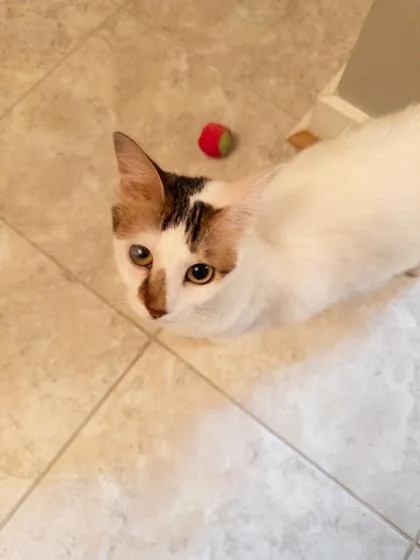 A young medium-sized female Domestic Medium Hair cat named Daisy for adoption in Ringoes, NJ