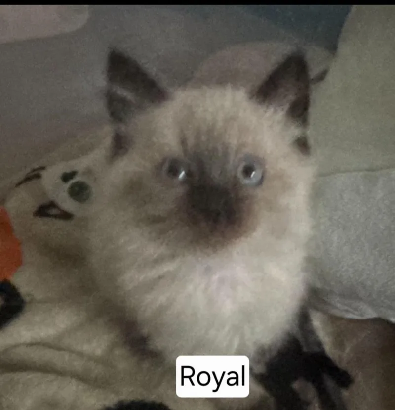 A baby large-sized male Siamese cat named Royal for adoption in San Jacinto, CA