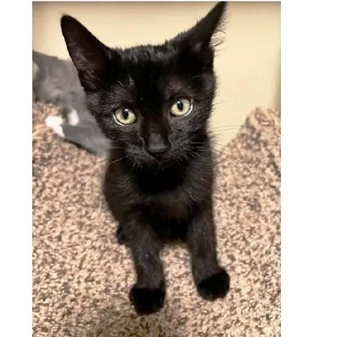 A baby medium-sized male Black Domestic Short Hair cat named Messi for adoption in Salt Lake City, UT