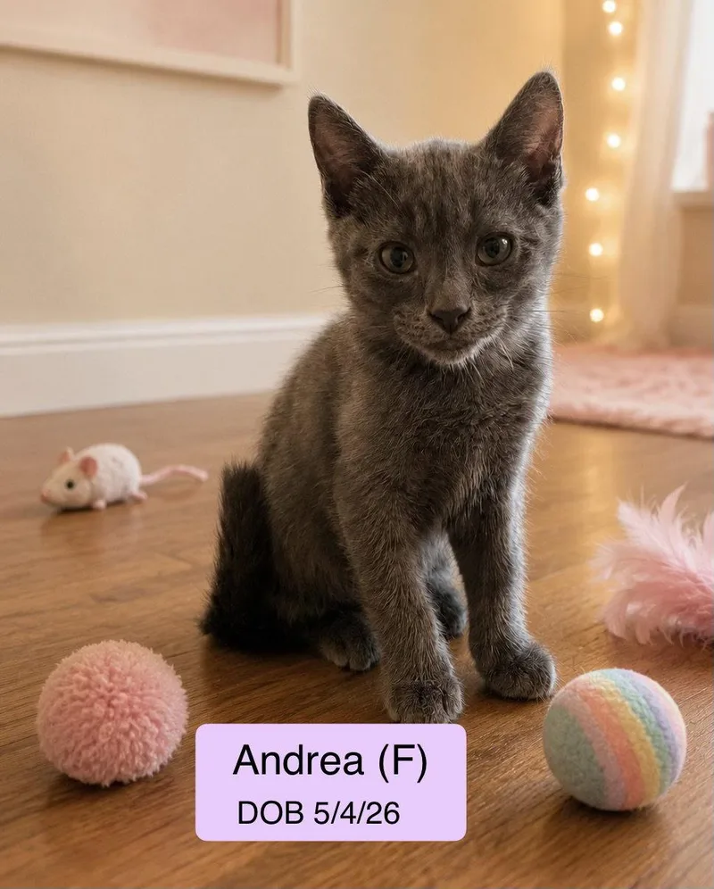 Andrea
