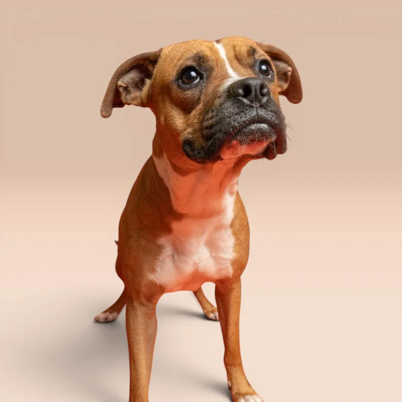 A young medium-sized male Boxer dog named Mello for adoption in Richardson, TX