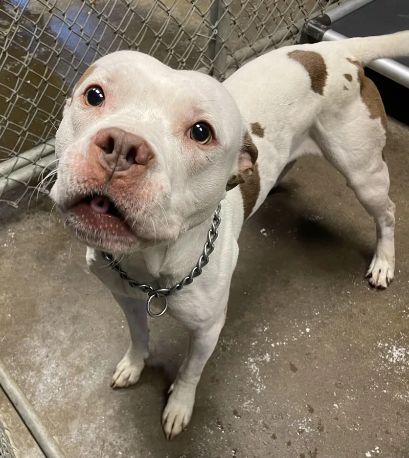 A young medium-sized male White / Cream American Bulldog dog named Hunter Hold for adoption in Canton, OH