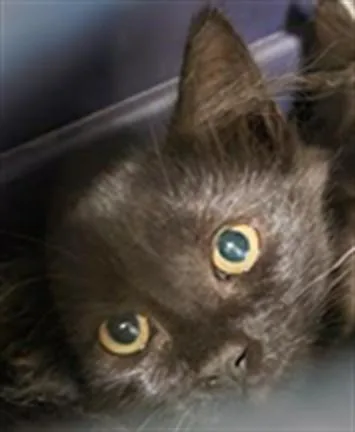 A baby small-sized female Domestic Short Hair cat named Undercover for adoption in Van Nuys, CA