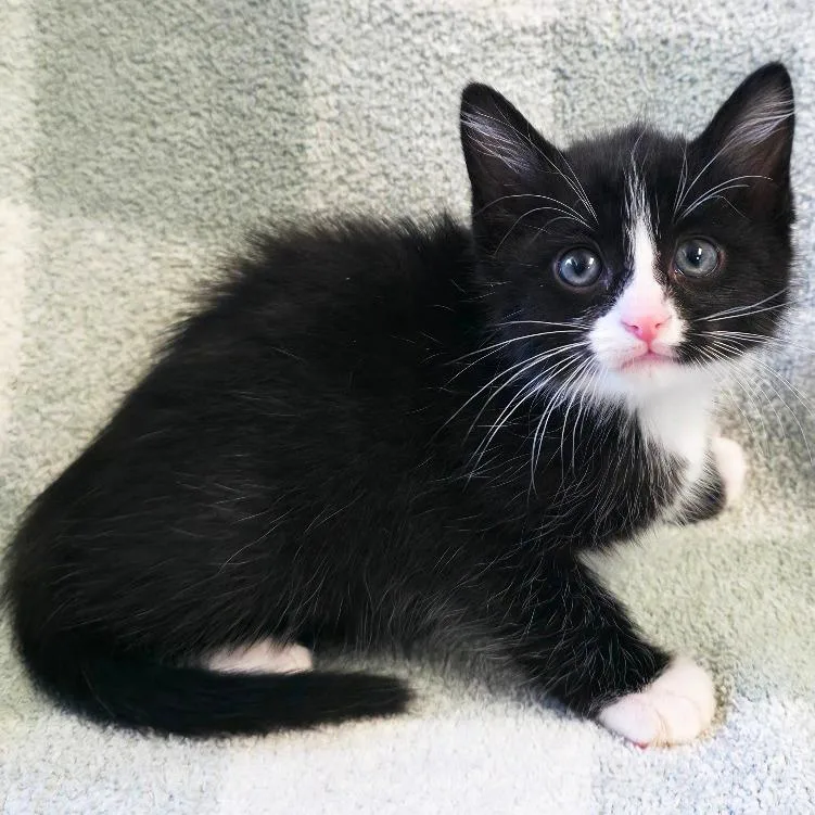 A baby small-sized female Black Domestic Short Hair cat named Harmony for adoption in Mount Juliet, TN