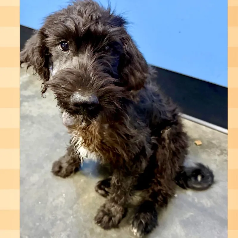 A baby small-sized male Poodle dog named Stitch for adoption in Tyrone, GA