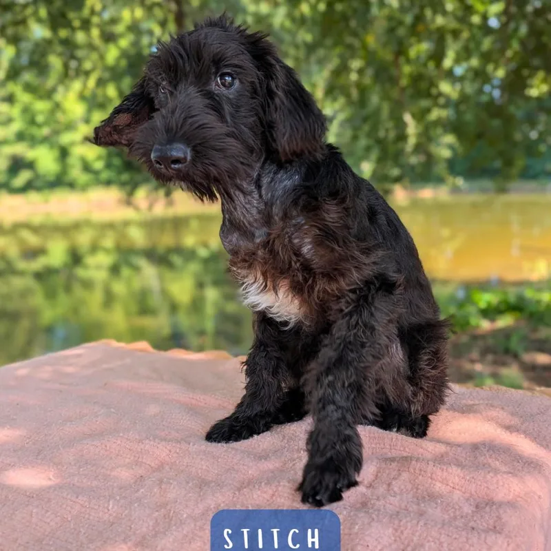 Stitch thumbnail 5