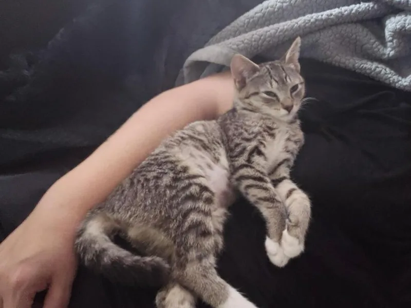 A baby small-sized female Gray / Blue / Silver Domestic Short Hair cat named Lucy for adoption in Breinigsville, PA