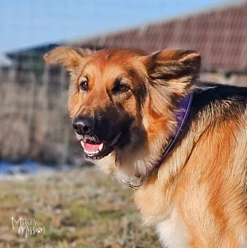 An adult large-sized female Brown / Chocolate German Shepherd Dog dog named Millie Pawbby Brown for adoption in Spokane , WA