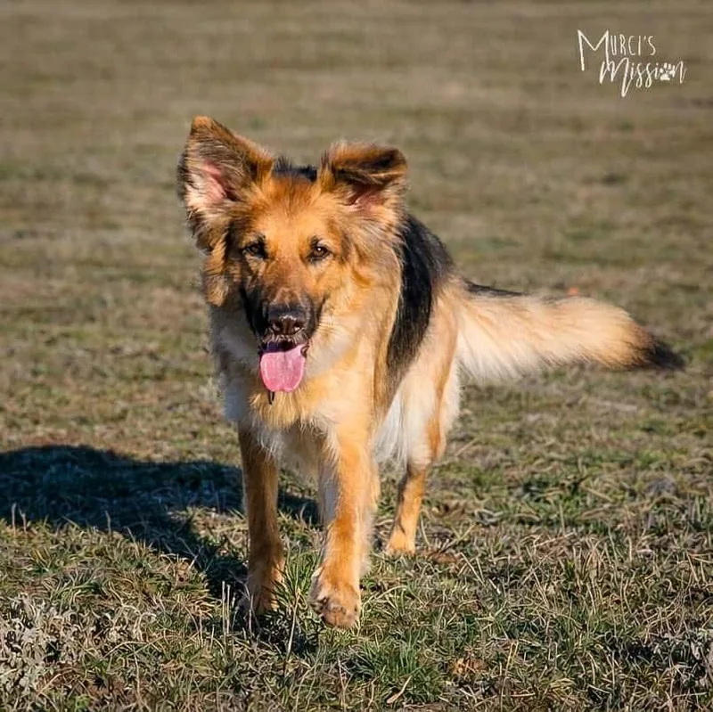 Millie Pawbby Brown thumbnail 2