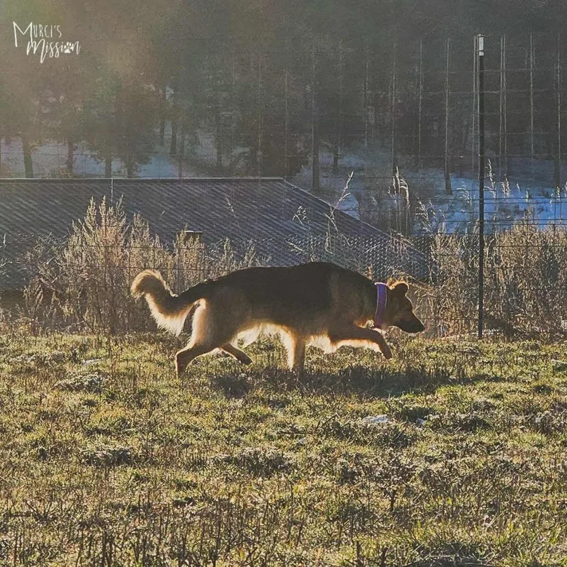 Millie Pawbby Brown thumbnail 3