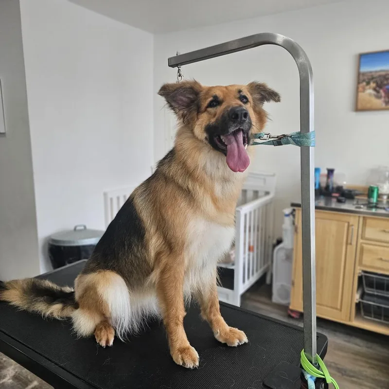 Millie Pawbby Brown thumbnail 4