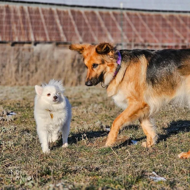 Millie Pawbby Brown thumbnail 5