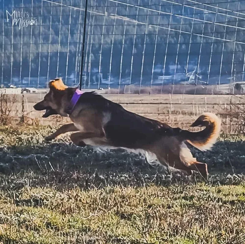 Millie Pawbby Brown thumbnail 6