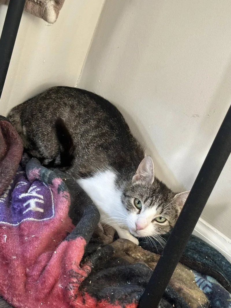 A young small-sized female Domestic Short Hair cat named Cookie for adoption in Clarksville, TN