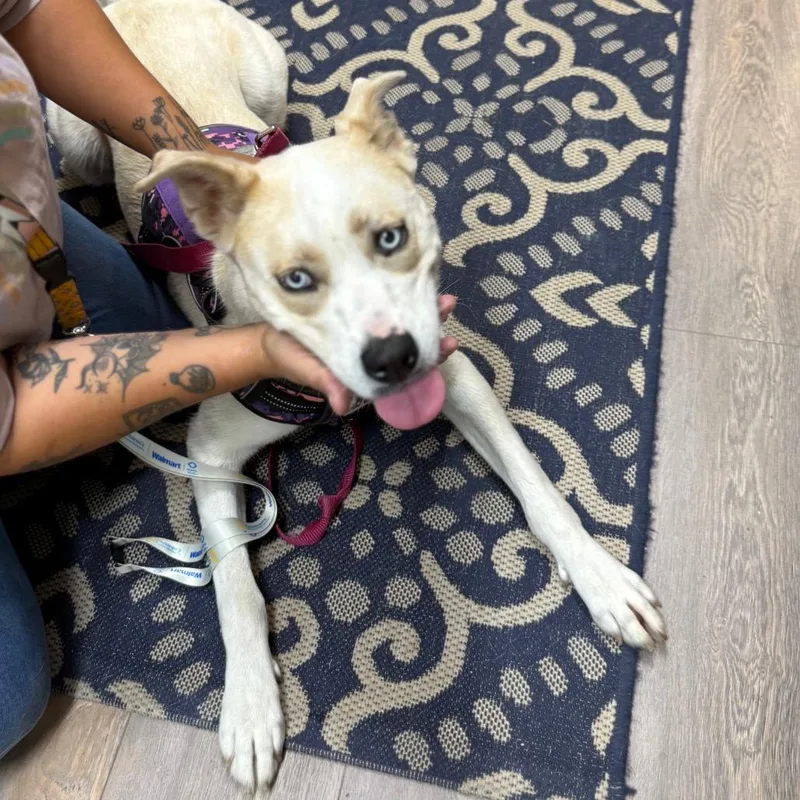 An adult medium-sized female White / Cream Husky dog named Peatrie for adoption in Lake Panasoffkee, FL