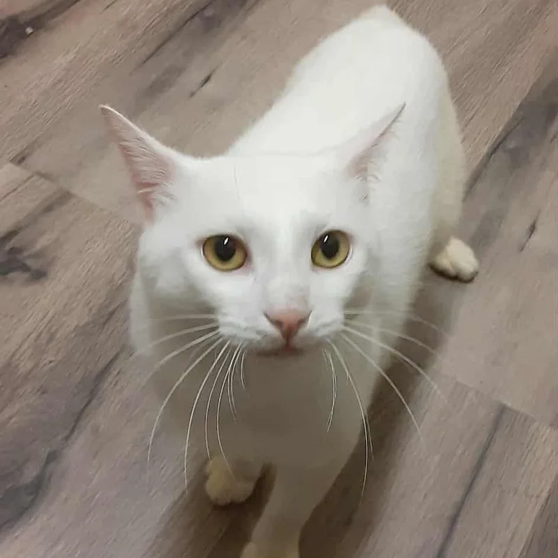 Little Boy thumbnail 2