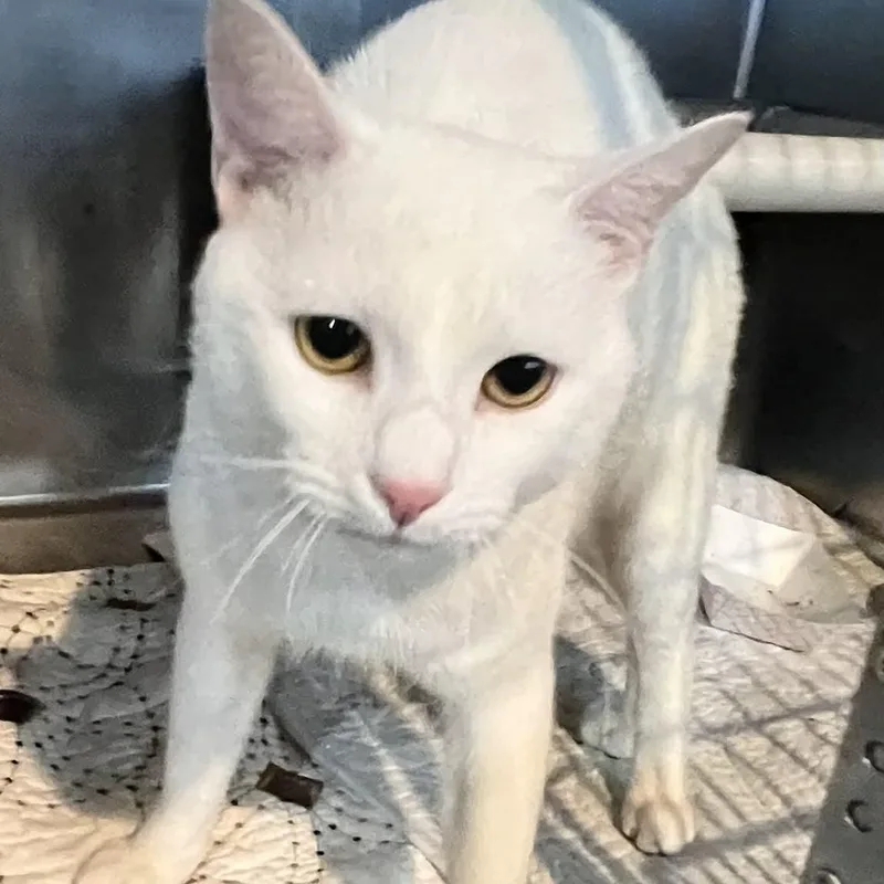 Little Boy thumbnail 4