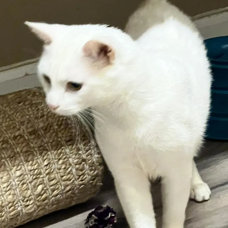 Little Boy thumbnail 5