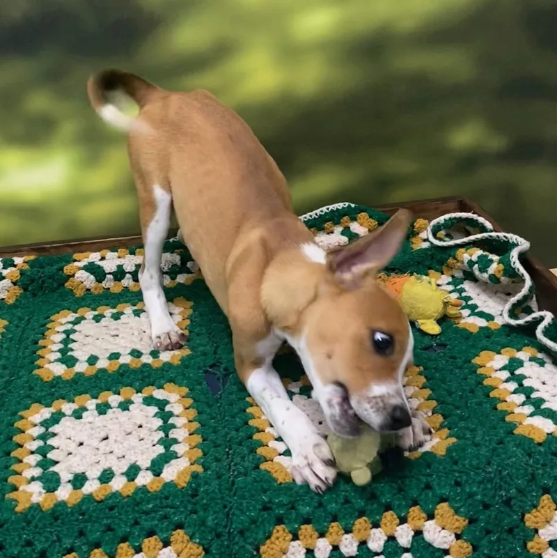 Lily thumbnail 4