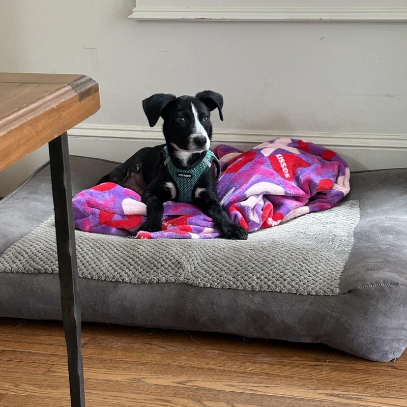 A baby medium-sized male Black Labrador Retriever dog named Luca for adoption in New Rochelle, NY