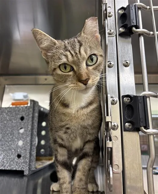 A young small-sized female Domestic Short Hair cat named Jessica for adoption in Fort Myers, FL