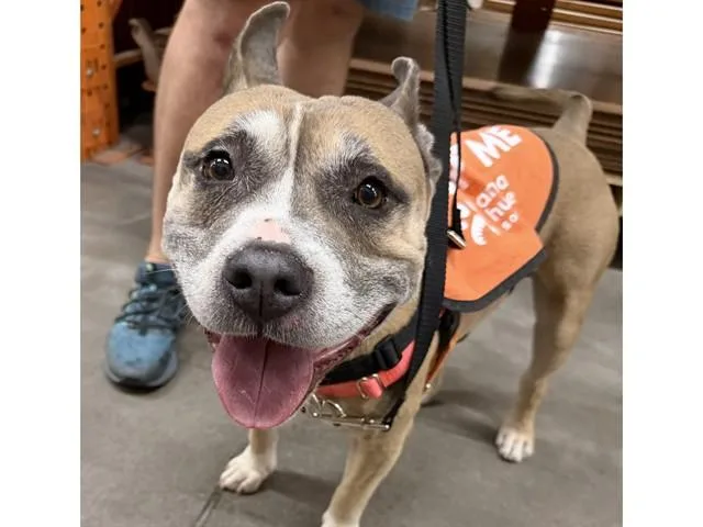 An adult medium-sized male English Bulldog dog named Major for adoption in Phoenix, AZ