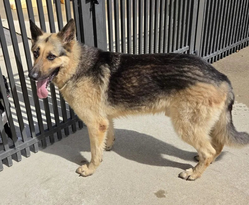 An adult extra large-sized male German Shepherd Dog dog named Bruno for adoption in Hillside, IL