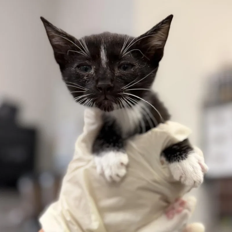 A baby small-sized male Black Domestic Short Hair cat named Moose for adoption in Houston, TX
