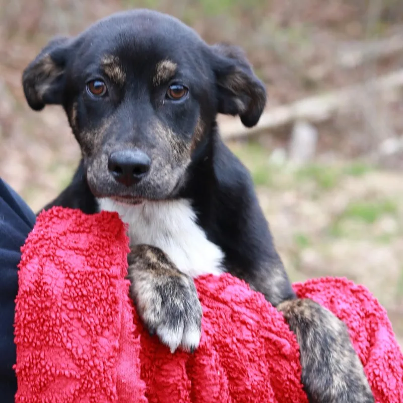 A baby medium-sized male Black Terrier dog named Ct Brooks for adoption in Eastford, CT