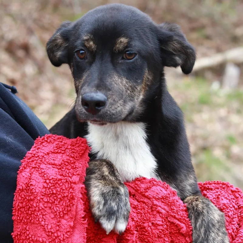 Ct Brooks thumbnail 2