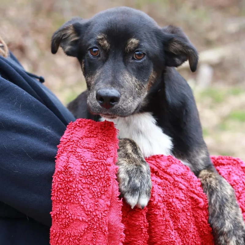 Ct Brooks thumbnail 3