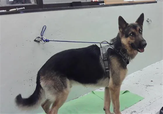 An adult large-sized male German Shepherd Dog dog named A for adoption in Houston, TX