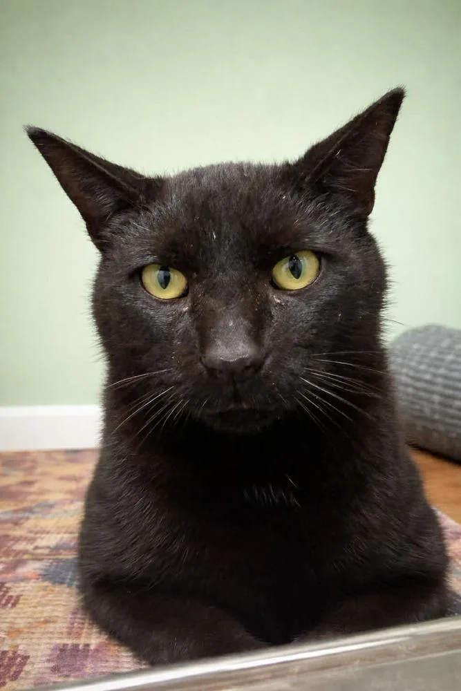 An adult medium-sized male Black Domestic Short Hair cat named Aragon for adoption in Evansville, IN