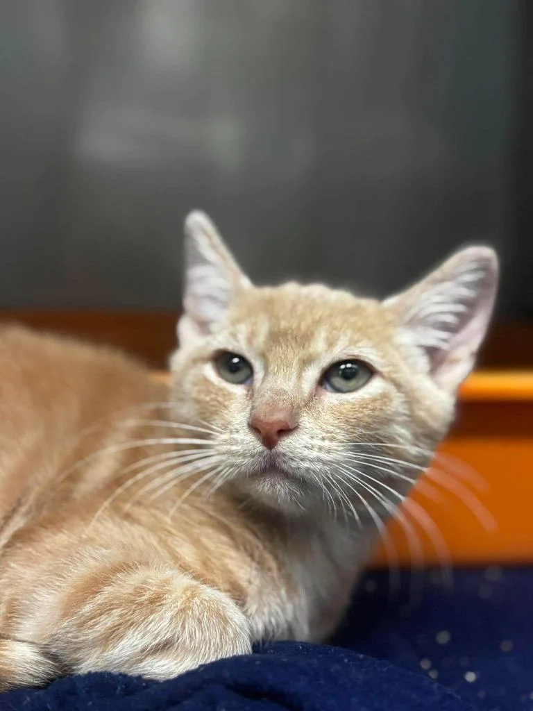 A baby small-sized male Domestic Short Hair cat named Ducky for adoption in Sebastian, FL