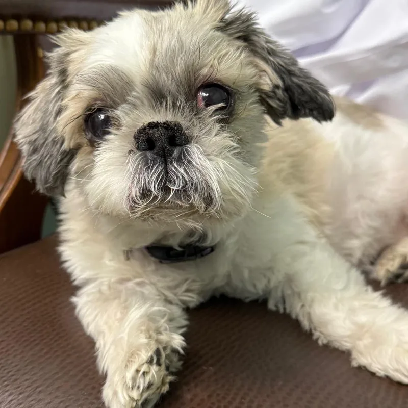 A senior small-sized female White / Cream Shih Tzu dog named Bella for adoption in Archbold , OH