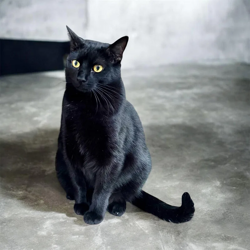 A young medium-sized female Black Domestic Short Hair cat named Jet for adoption in Hanover, PA