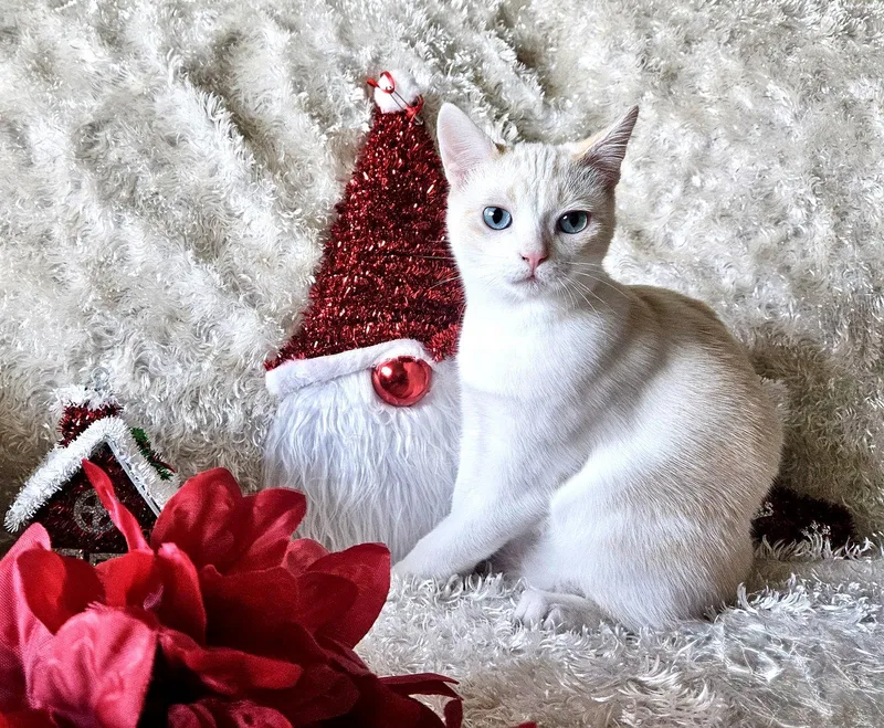 A baby medium-sized male Buff / Tan / Fawn Domestic Short Hair cat named FREYA Bonded with for adoption in Fremont, CA