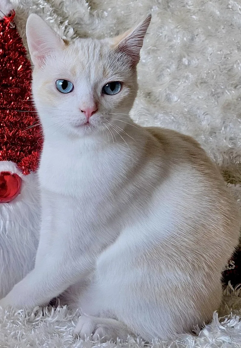 FREYA  Bonded with thumbnail 3