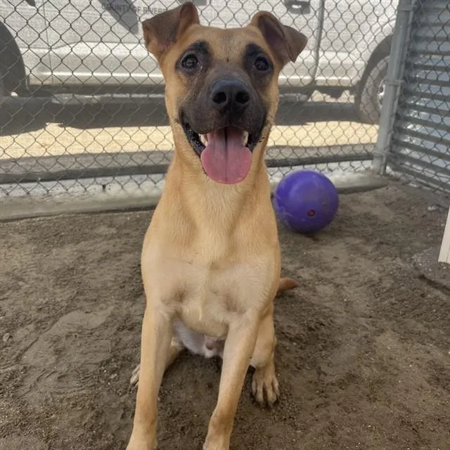 A young medium-sized male Shepherd dog named Diablo for adoption in Thousand Palms, CA