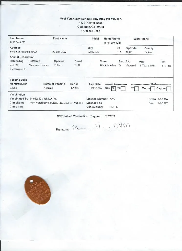 An adult medium-sized male Domestic Short Hair cat named Winston for adoption in Cumming, GA