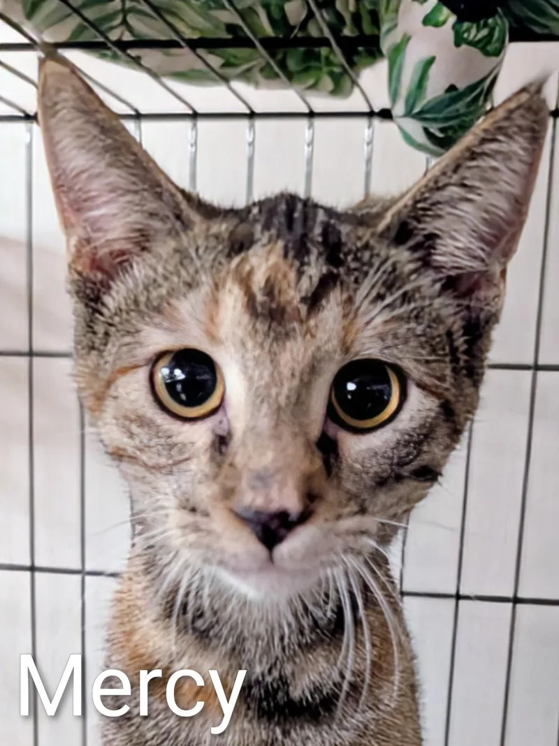 Mercy