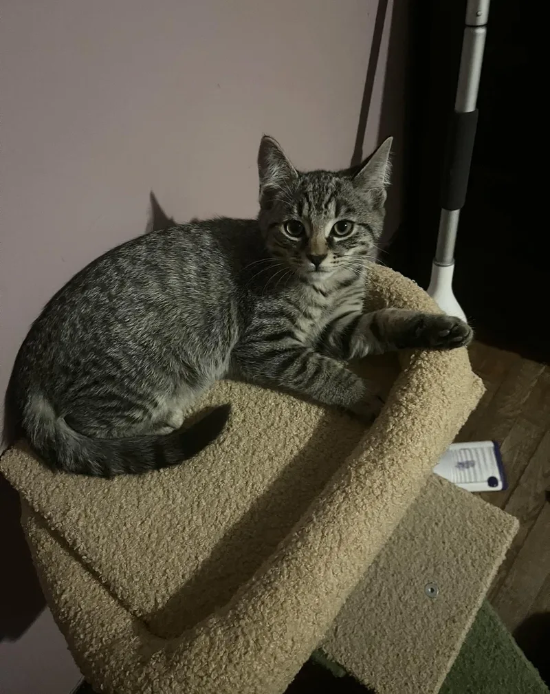 A young medium-sized male Domestic Short Hair cat named Bluebell for adoption in Belchertown, MA