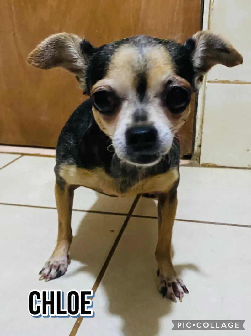 A senior small-sized female Chihuahua dog named Chloe for adoption in Villalba, PR