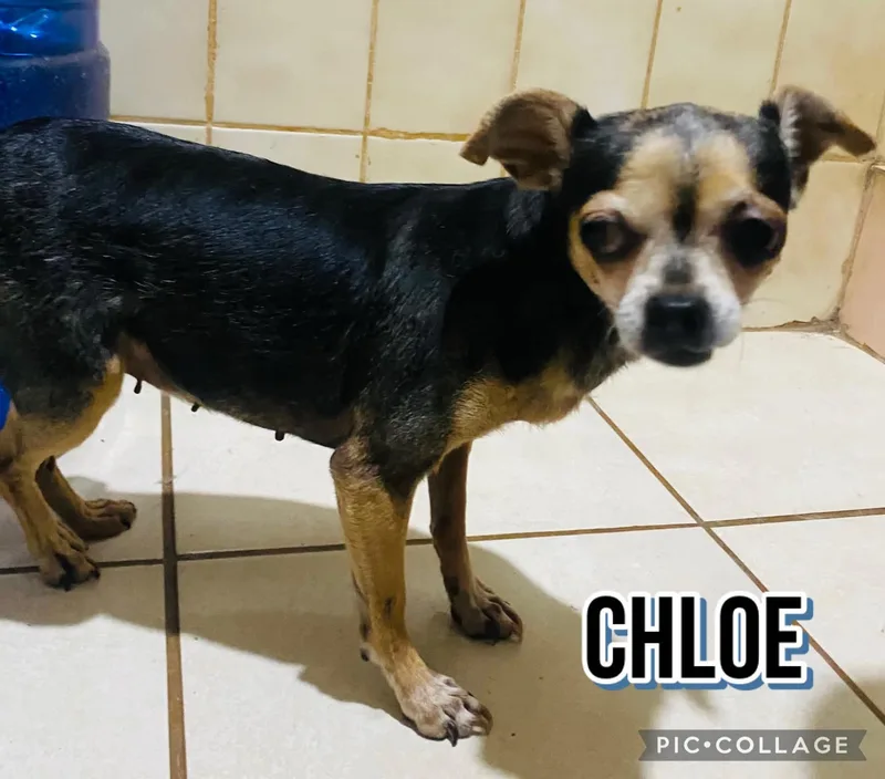 Chloe thumbnail 2