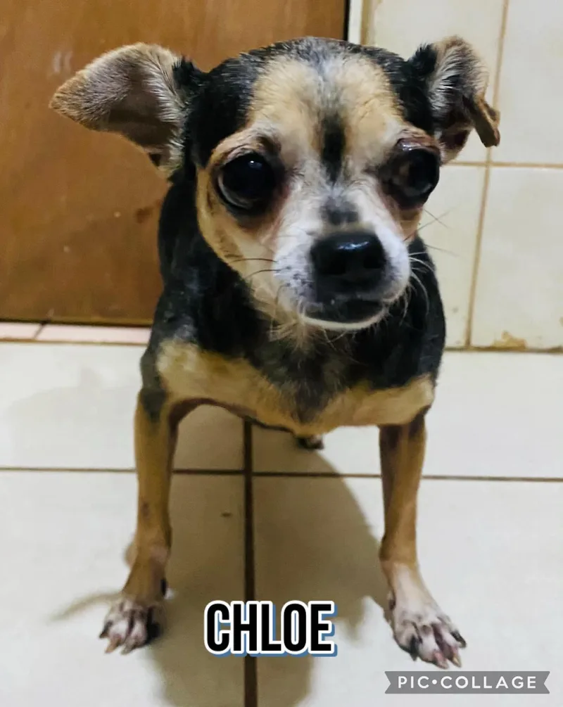 Chloe thumbnail 3