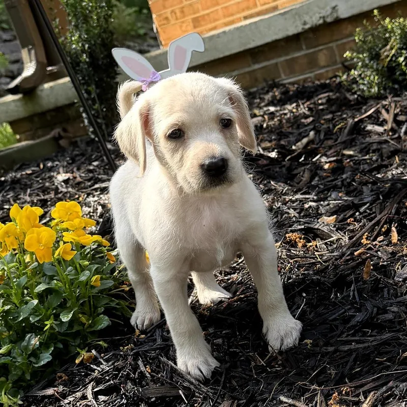 A baby small-sized male White / Cream Mixed Breed dog named Oliver for adoption in Rossville, GA