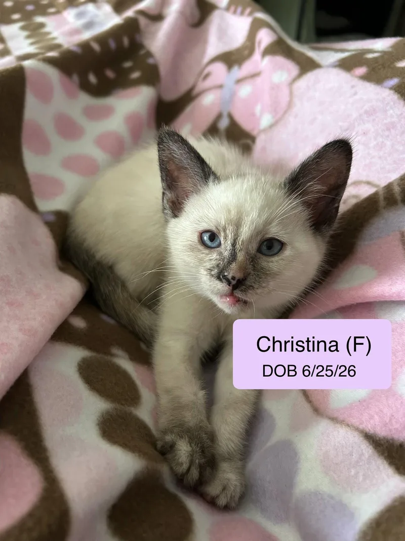 A baby medium-sized female Siamese cat named Christine for adoption in Vacaville, CA