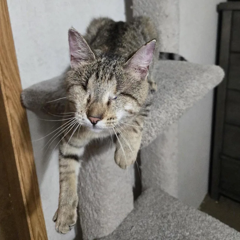 Billie Eyeless thumbnail 3