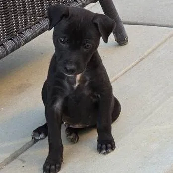 A baby small-sized male Black Terrier dog named Benson for adoption in Yucaipa, CA