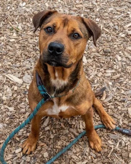 An adult medium-sized male Mixed Breed dog named Cyto for adoption in Chamblee, GA